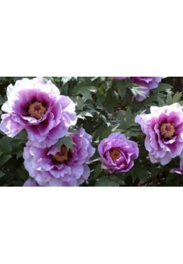 Piwonia drzewiasta lawendowa lavender P11