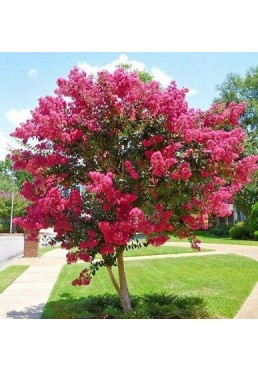 Lagerstroemia różowa Seaburn 20-40cm P9
