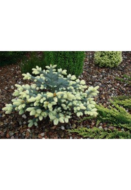 Świerk Białobok 60-80cm C5