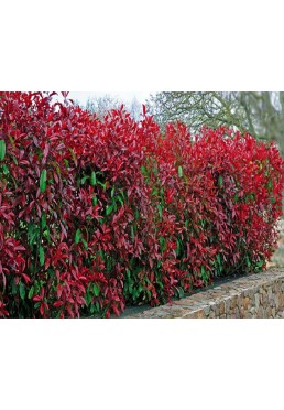 Głogownik Red Robin photinia żywopłot P9