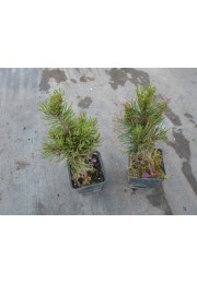 Sosna górska VARELLA P9