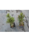 Sosna górska VARELLA P9