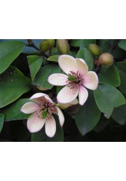 Michelia Figo - perfumy Diora 30-50cm P9