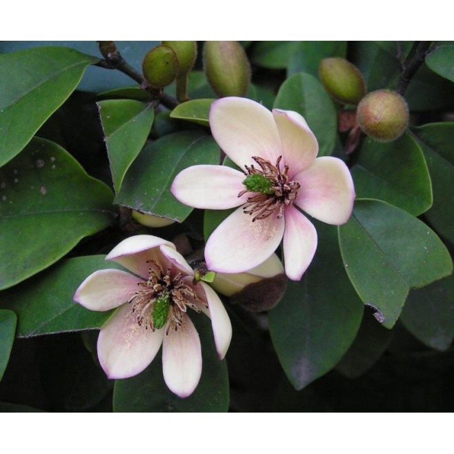 Michelia Figo - perfumy Diora 30-50cm P9