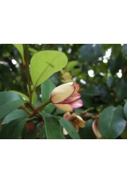 Michelia Figo - perfumy Diora 30-50cm P9