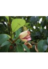 Michelia Figo - perfumy Diora 30-50cm P9