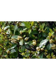 Michelia Figo - perfumy Diora 30-50cm P9
