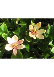 Michelia Figo - perfumy Diora 30-50cm P9