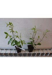 Michelia Figo - perfumy Diora 30-50cm P9