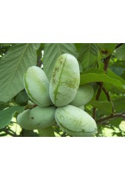 Urodlin banan papierowy 20-40cm P9