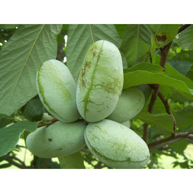 Urodlin banan papierowy 20-40cm P9