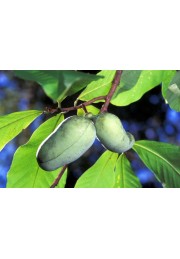 Urodlin banan papierowy 20-40cm P9