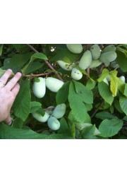 Urodlin banan papierowy 20-40cm P9