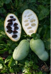 Urodlin banan papierowy 20-40cm P9