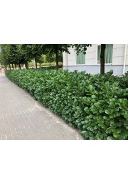 Laurowiśnia wschodnia Novita na żywopłot 80-100cm C2