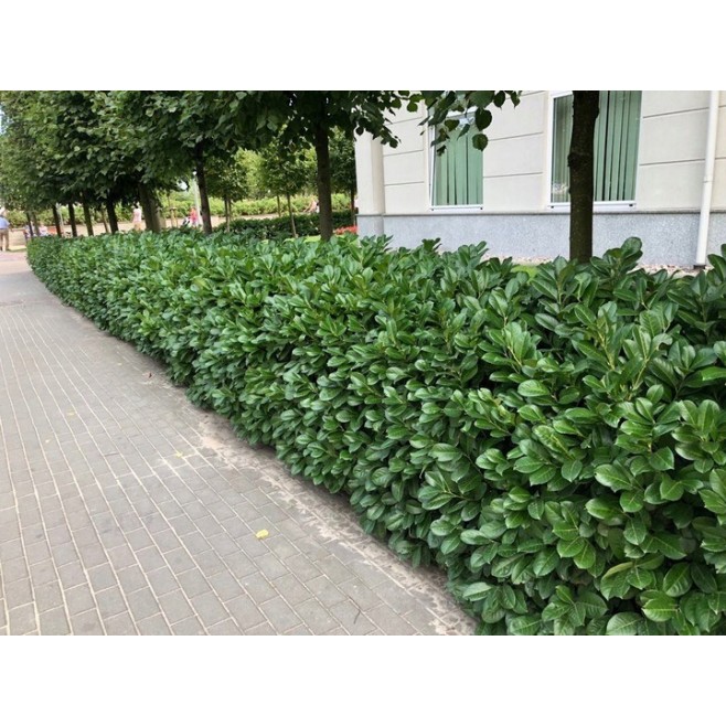 Laurowiśnia wschodnia Novita na żywopłot 80-100cm C2