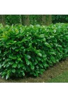 Laurowiśnia wschodnia Novita na żywopłot 80-100cm C2