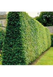 Laurowiśnia wschodnia Novita na żywopłot 80-100cm C2