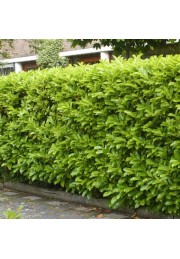 Laurowiśnia wschodnia Novita na żywopłot 80-100cm C2