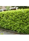 Laurowiśnia wschodnia Novita na żywopłot 80-100cm C2