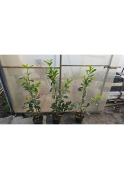 Laurowiśnia wschodnia Novita na żywopłot 80-100cm C2