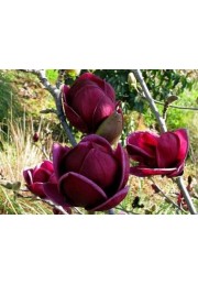 Magnolia GENIE piękne bordowe kwiaty 30-50cm C2