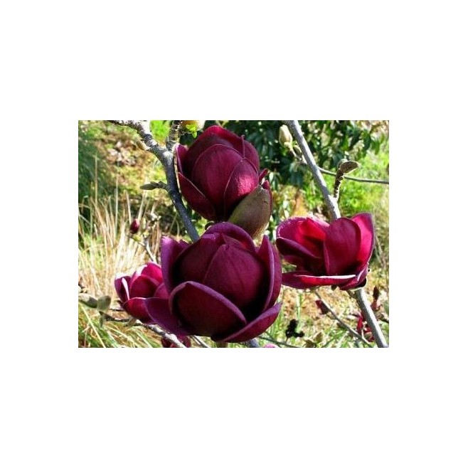 Magnolia GENIE piękne bordowe kwiaty 30-50cm C2