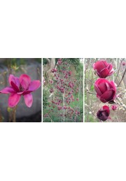 Magnolia GENIE piękne bordowe kwiaty 30-50cm C2