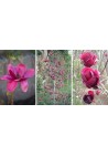 Magnolia GENIE piękne bordowe kwiaty 30-50cm C2