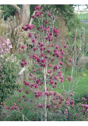 Magnolia GENIE piękne bordowe kwiaty 30-50cm C2