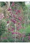 Magnolia GENIE piękne bordowe kwiaty 30-50cm C2