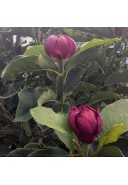 Magnolia GENIE piękne bordowe kwiaty 30-50cm C2