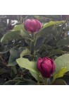 Magnolia GENIE piękne bordowe kwiaty 30-50cm C2