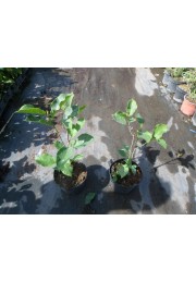 Magnolia GENIE piękne bordowe kwiaty 30-50cm C2