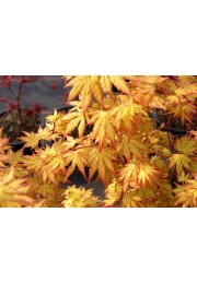 Klon palmowy Orange Dream 40-60cm P9