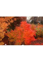 Klon palmowy Orange Dream 40-60cm P9