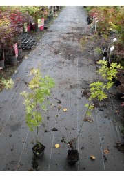 Klon palmowy Orange Dream 40-60cm P9