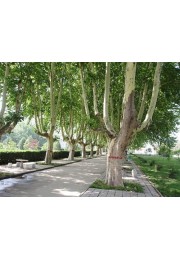 Platan 80-100cm P9