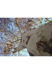 Platan 80-100cm P9