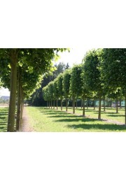 Platan 80-100cm P9