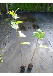 Platan 80-100cm P9