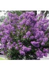 Lagerstroemia fioletowa Petite Orchid 20-40cm P9