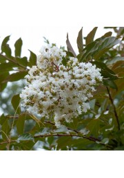 Lagerstroemia biała Alba Nivea 20-40cm P9