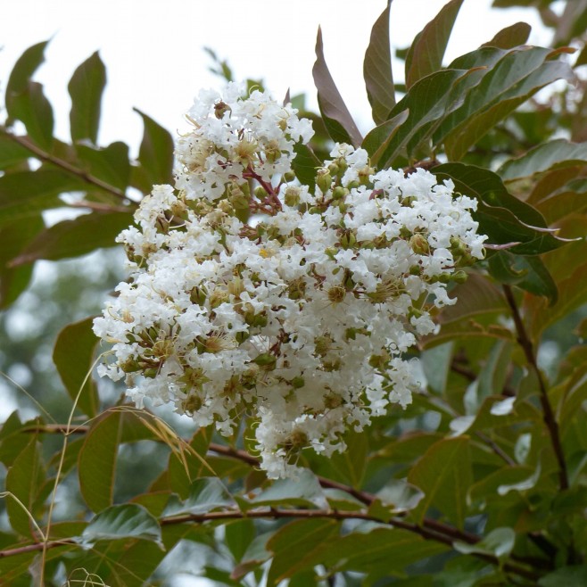 Lagerstroemia biała Alba Nivea 20-40cm P9