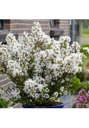 Lagerstroemia biała Alba Nivea 20-40cm P9