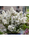 Lagerstroemia biała Alba Nivea 20-40cm P9