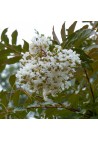 Lagerstroemia biała Alba Nivea 20-40cm P9