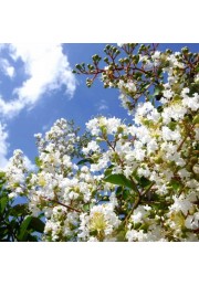 Lagerstroemia biała Alba Nivea 20-40cm P9
