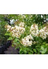 Lagerstroemia biała Alba Nivea 20-40cm P9