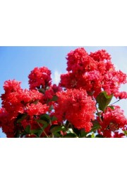 Lagerstroemia czerwona Red Imperator 20-40cm P9